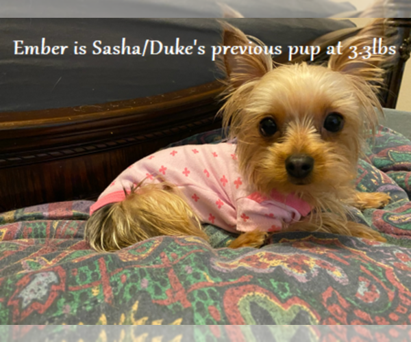 Medium Photo #16 Yorkshire Terrier Puppy For Sale in ARLINGTON, TX, USA
