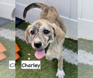 Catahoula Leopard Dog-Great Pyrenees Mix Dogs for adoption in GILBERTS, IL, USA