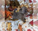 Small Photo #29 Chihuahua Puppy For Sale in RAWSONVILLE, MI, USA