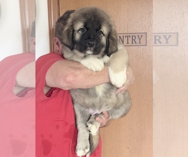 Medium Photo #2 Caucasian Shepherd Dog Puppy For Sale in AKELEY, MN, USA
