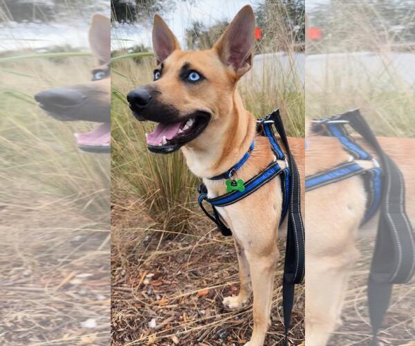 Medium Photo #3 Mutt Puppy For Sale in Pompano Beach , FL, USA