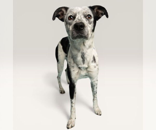 Medium Photo #1 Mutt Puppy For Sale in Rowlett, TX, USA