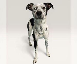 Mutt Dogs for adoption in Rowlett, TX, USA