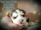 Small Photo #2 Pomsky Puppy For Sale in RAMSEY, MN, USA