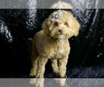 Puppy Violet F1B Goldendoodle (Miniature)