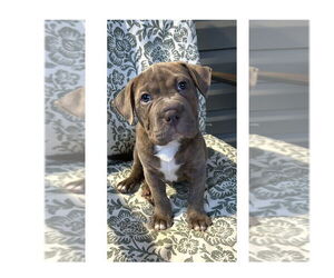 Bull-Pei Dogs for adoption in Mooresville, NC, USA