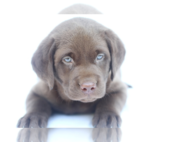 Medium Photo #2 Labrador Retriever Puppy For Sale in PIEDMONT, SC, USA