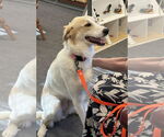 Small #1 Great Pyrenees Mix