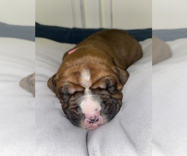 Medium Photo #7 Boxer Puppy For Sale in WEST COLUMBIA, SC, USA
