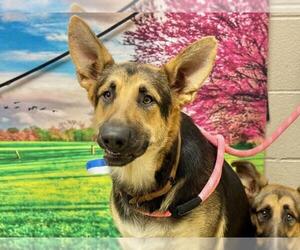German Shepherd Dog-Unknown Mix Dogs for adoption in Moreno Valley, CA, USA