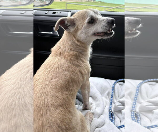 Medium Photo #4 Mutt Puppy For Sale in Boonton, NJ, USA