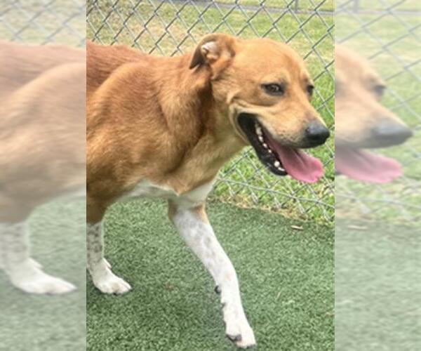Medium Photo #3 Basenji-Unknown Mix Puppy For Sale in Texas City, TX, USA