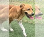Small #2 Basenji Mix