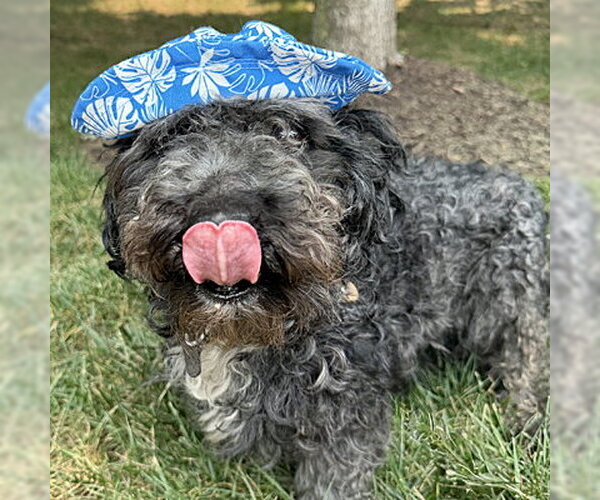 Medium Photo #6 Shih Tzu-Unknown Mix Puppy For Sale in Arlington, VA, USA