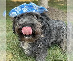 Small #5 Shih Tzu Mix