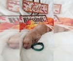 Small Photo #10 Golden Retriever Puppy For Sale in SANTA BARBARA, CA, USA