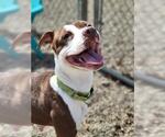 Small #1 American Pit Bull Terrier Mix