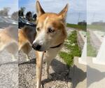 Small #2 German Shepherd Dog-Siberian Husky Mix