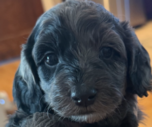 Medium Goldendoodle (Miniature)