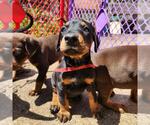 Small #1 Doberman Pinscher