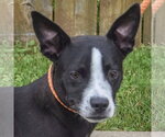 Small #3 Boglen Terrier