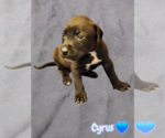 Small #10 American Staffordshire Terrier Mix