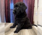 Small Photo #2 Labradoodle Puppy For Sale in Lake Elsinore, CA, USA
