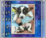 Puppy 2 Cowboy Corgi