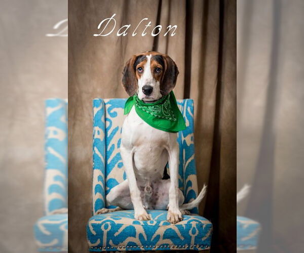 Medium Photo #1 Mutt Puppy For Sale in North Myrtle Beach, SC, USA