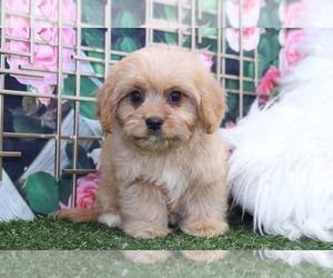 Cavachon Puppy for sale in MARIETTA, GA, USA