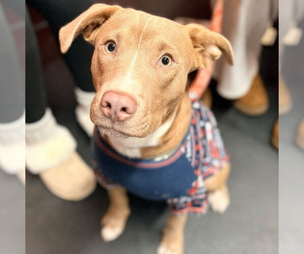 Medium Photo #9 Mutt Puppy For Sale in Canton, CT, USA