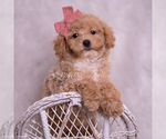 Puppy Vanna Poodle (Toy)
