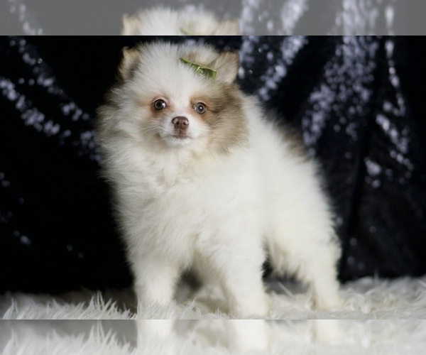 Medium Photo #3 Pomeranian Puppy For Sale in WARSAW, IN, USA