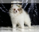 Small Photo #3 Pomeranian Puppy For Sale in WARSAW, IN, USA