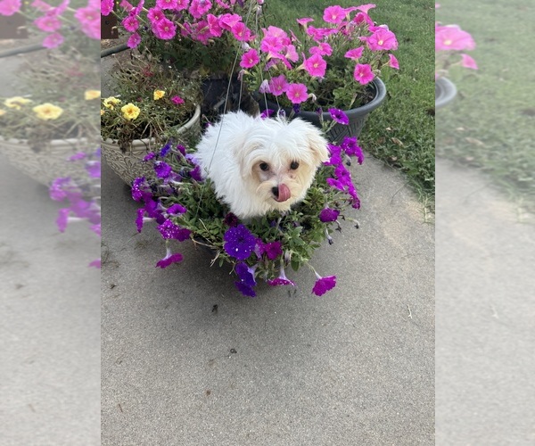Medium Photo #16 Maltese Puppy For Sale in FREDONIA, KS, USA