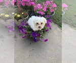 Small #15 Maltese