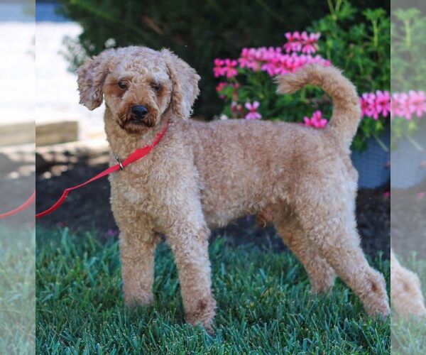 Medium Photo #1 Cavapoo (Miniature) Puppy For Sale in PARADISE, PA, USA