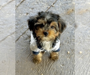 Morkie Puppy for Sale in CASSVILLE, Missouri USA