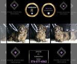 Small Photo #32 YorkiePoo Puppy For Sale in WARSAW, IN, USA