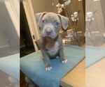 Small Photo #10 American Pit Bull Terrier Puppy For Sale in NORFOLK, VA, USA