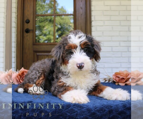 Medium Photo #4 Bernedoodle (Miniature) Puppy For Sale in NARVON, PA, USA