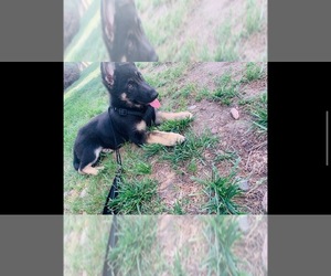 German Shepherd Dog Puppy for sale in CO SPGS, CO, USA