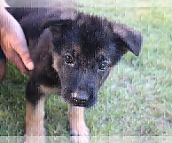 Medium Photo #5 German Shepherd Dog Puppy For Sale in BRIDGEWATER, NH, USA