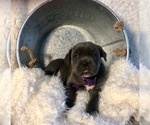 Small Photo #33 Cane Corso Puppy For Sale in HESPERIA, CA, USA