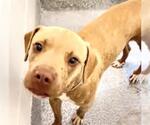 Small #1 American Pit Bull Terrier Mix