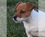 Small Photo #22 Jack Russell Terrier Puppy For Sale in APPLE GROVE, WV, USA