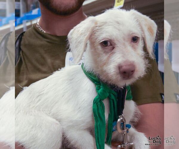 Medium Photo #4 Mutt Puppy For Sale in Washington, DC, USA