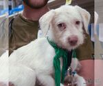 Small #3 Mutt