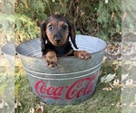 Demi - Female Dachshund Puppy for Sale - Photo #2