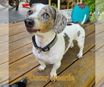Small #10 Dachshund